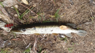 Northern Pike