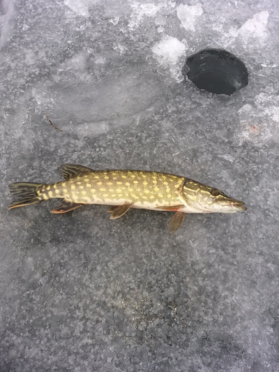 Northern Pike