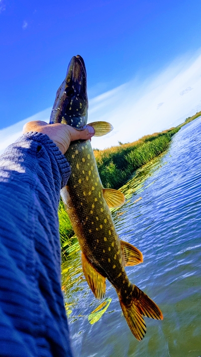 Northern Pike