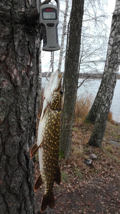 Northern Pike