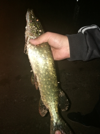 Northern Pike