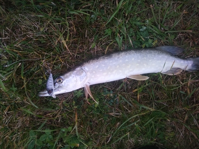 Northern Pike