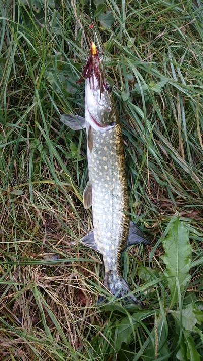 Northern Pike