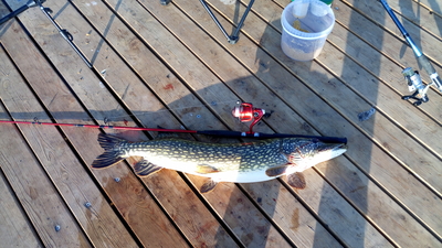 Northern Pike