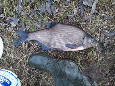 Carp bream