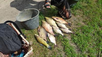 Carp bream