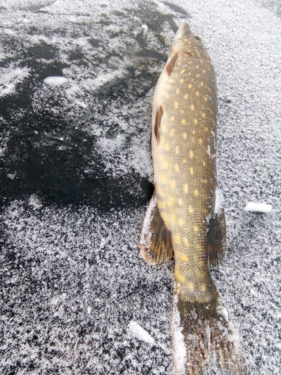 Northern Pike