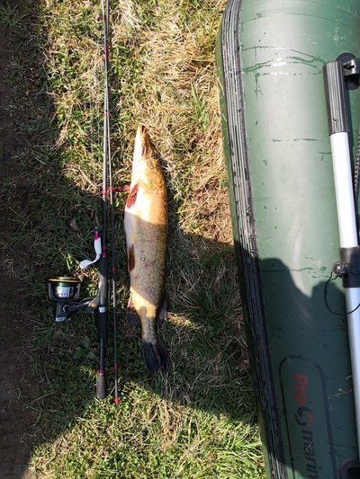 Northern Pike