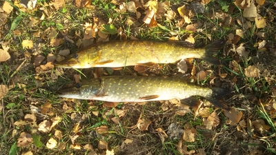 Northern Pike