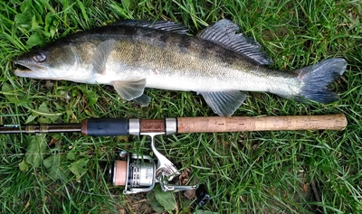 Pike perch