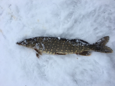 Northern Pike