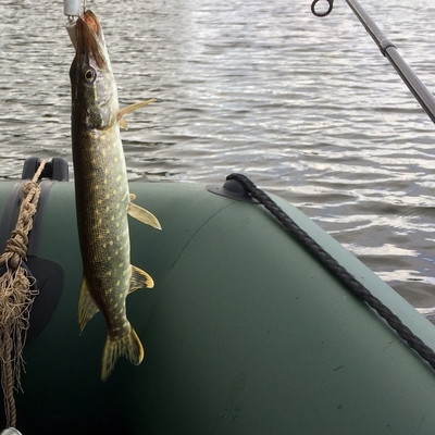 Northern Pike