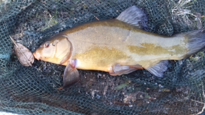 Tench