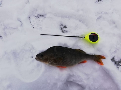 Eurasian perch