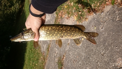 Northern Pike