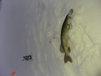 Northern Pike