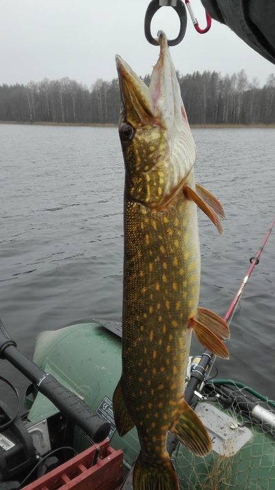 Northern Pike