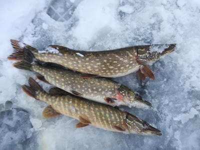 Northern Pike