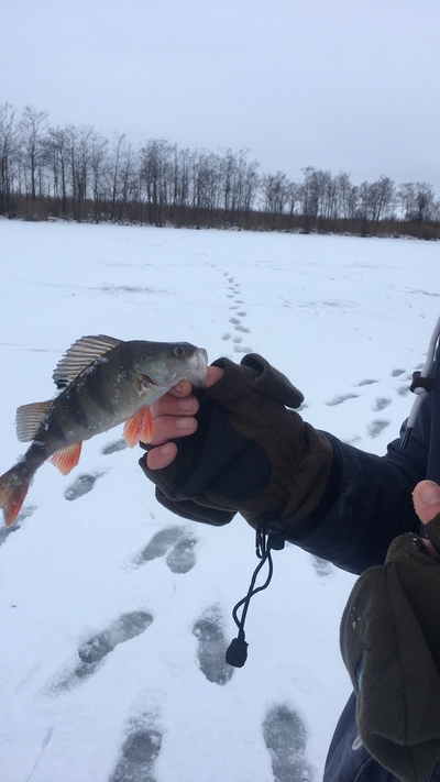 Eurasian perch