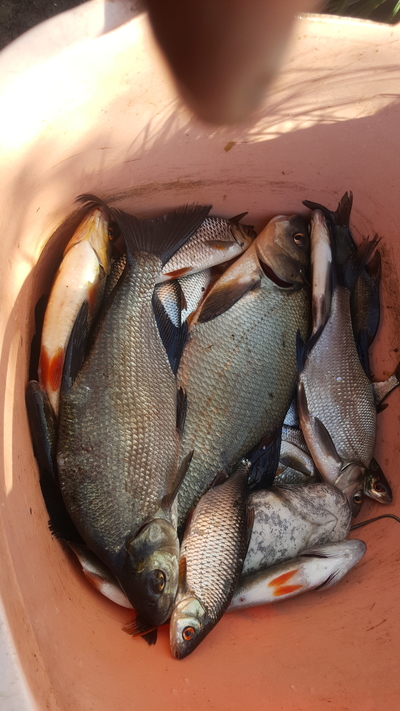 Carp bream