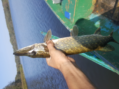 Northern Pike