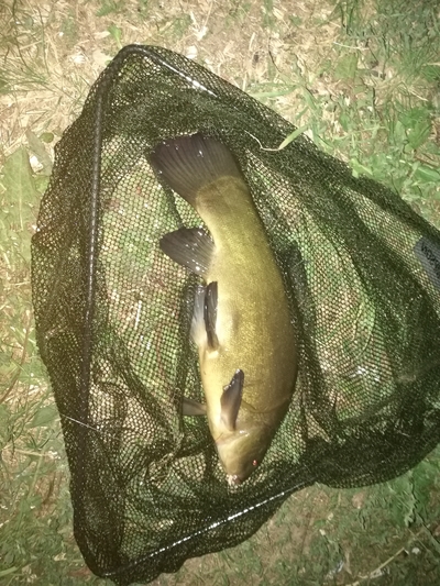 Tench