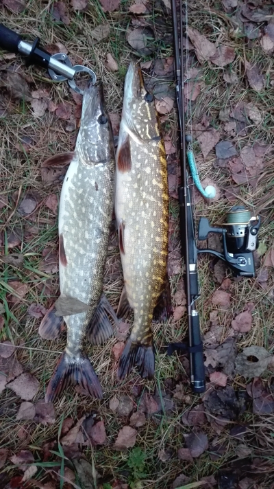 Northern Pike