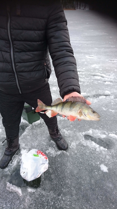 Eurasian perch