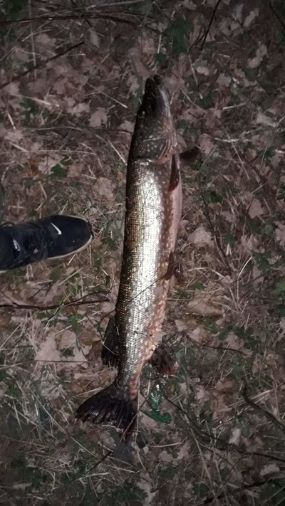 Northern Pike