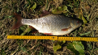 Roach