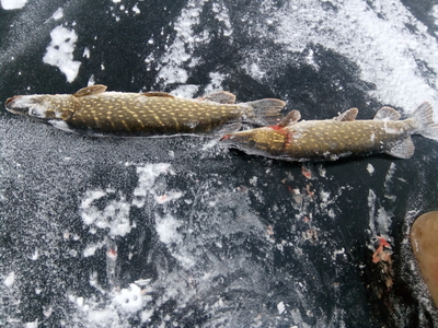 Northern Pike