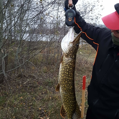 Northern Pike