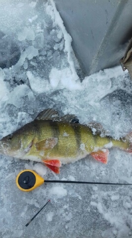 Eurasian perch
