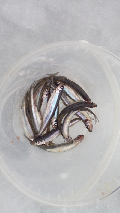 European smelt