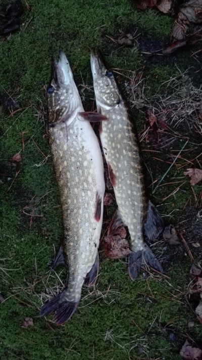 Northern Pike