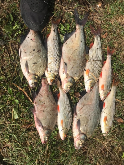 Carp bream