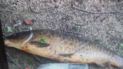 Carp