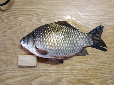 Prussian carp