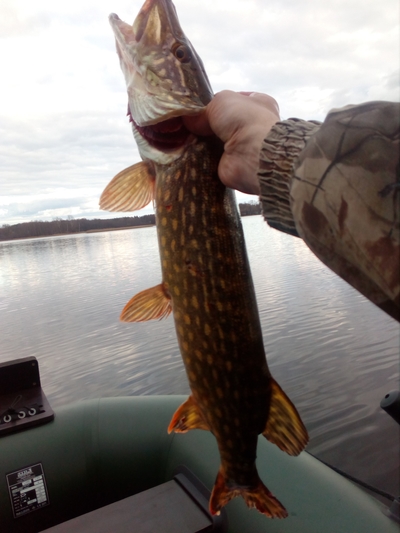 Northern Pike