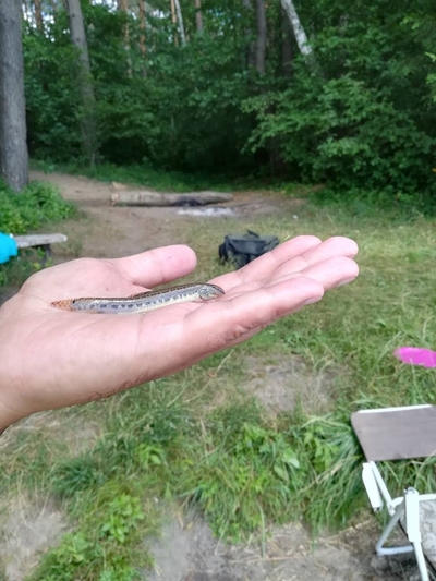Spined loach