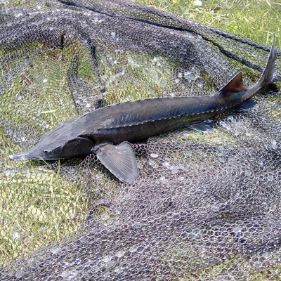 Russian sturgeon