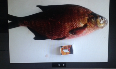 Carp bream