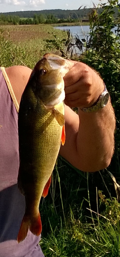 Eurasian perch