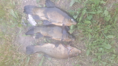 Tench
