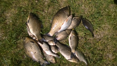 Crucian carp