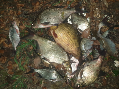 Carp bream