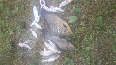 Crucian carp