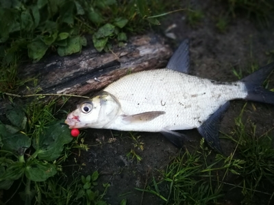 Carp bream
