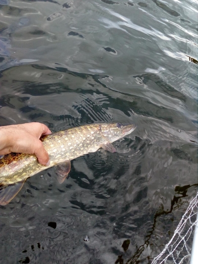 Northern Pike