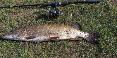 Northern Pike